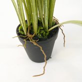 観葉植物 造花 グラス BROWN 全高約65cm 卓上・小型 フェイクグリーン 本物そっくり おしゃれ インテリア 人工観葉植物 アーティフィシャルグリーン オフィス 店舗 ホテル 開店祝い 室内 ミニ ナチュラル 草 フェイク