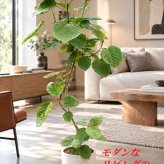 ウンベラータ 9号  観葉植物 オシャレなインテリア 新築祝い　開店祝い　開業祝い　夏ギフト