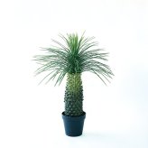 観葉植物 造花 ユッカ ロストラータ BROWN 全高約91cm 中型 フェイクグリーン 本物そっくり おしゃれ インテリア 人工観葉植物 アーティフィシャルグリーン オフィス 店舗 ホテル 開店祝い 室内 ブルー フェイク
