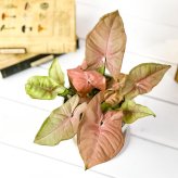 PLANCHU 観葉植物 シンゴニウム ネオン 4号樹脂鉢 ホワイト サスティー付き 受け皿付き 育て方説明書付き Syngonium podophyllum ‘Neon’ アロイド