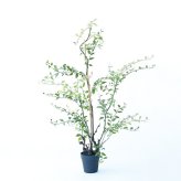 観葉植物 造花 ライベリー BROWN 全高約105cm 中型 フェイクグリーン 本物そっくり おしゃれ インテリア 人工観葉植物 アーティフィシャルグリーン オフィス 店舗 ホテル 開店祝い 室内 インテリアグリーン 枝もの フェイク