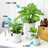 PLANCHU 観葉植物 マドカズラ モンステラ フリードリヒスターリー 4号鉢 受け皿付き 育て方説明書付き Monstera friedrichsthalii アロイド