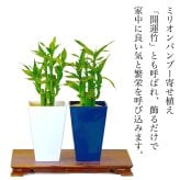 ミリオンバンブー ドラセナ 寄せ植え 幸福の木 職人仕立て 育てやすい観葉植物 空気清浄効果 おしゃれ 本物 室内 カフェ風 初心者向 育てやすい お祝い プレゼント インテリア グリーン ギフト 御祝 新築祝 開店祝 送料無料