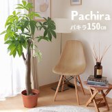 観葉植物 パキラ 朴の木タイプ インテリア ギフト 贈り物 お祝い 開店 開業 開院 移転 引っ越し 父の日 母の日 お誕生日 法人 個人 女性 男性 新築祝い 開店祝い