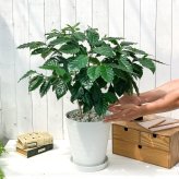 PLANCHU 観葉植物 コーヒーノキ アラビカ 8号鉢 受け皿付き 育て方説明書付き Coffea arabica コーヒーの木 珈琲の木 アラビカコーヒー
