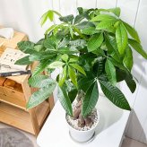 PLANCHU 観葉植物 パキラ 編み 7号鉢 受け皿付き 育て方説明書付き Pachira glabra 発財樹 ねじり
