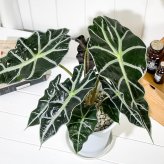 PLANCHU 観葉植物 アロカシア アマゾニカ ポリー 6号鉢 受け皿付き 育て方説明書付き Alocasia × amazonica ‘Polly’ アロイド