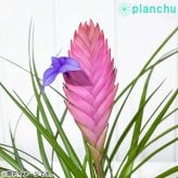 PLANCHU 観葉植物 ワリシア キアネア 4号鉢 受け皿付き 育て方説明書付き Wallisia cyanea ハナアナナス ブロメリア ティランジア チランジア