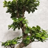 現品 ガジュマル 観葉植物 曲がり 8号鉢苗 大型 盆栽 登り樹 昇り竜 室内 珍しい 希少種 多幸の木 幸福をもたらす精霊が住むガジュマルの木 おしゃれなインテリア 結婚祝い 新築祝い 開店祝い 開業祝い 誕生日 母の日 父の日 記念日 プレゼントギフト 肥料別売り 敬老の日
