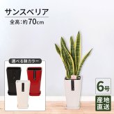サンスベリア 6号 カラーポット 高さ約70cm 観葉植物