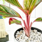 PLANCHU 観葉植物 アグラオネマ レッドゴールド 4号鉢 受け皿付き 育て方説明書付き Aglaonema ‘Red Gold’ 幸せを招くタイの宝石 アロイド