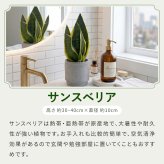 選べる 観葉植物 ポトス & アイビー ガジュマル &サンスベリア お試し 2点 セット 鉢付き 3号 ミニサイズ 幸運の木 風水 インテリア 室内 オシャレ 70代 あす楽 翌日配送  オフィス 開店祝い 結婚式 新築祝い 就職祝い 開業祝い