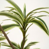 観葉植物 造花 ドラセナ ソングオブジャマイカ BROWN 全高約150cm 大型 フェイクグリーン 本物そっくり おしゃれ インテリア 人工観葉植物 アーティフィシャルグリーン オフィス 店舗 ホテル 開店祝い 室内 フェイク