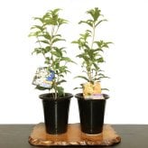 金木犀 銀木犀 樹齢5年 黒吹きエビネ鉢植え 送料無料 育て方ガイド付 日時指定可 大人気ギフト 癒し 植物 花が咲く 出産祝い 風水開運 盆栽 室内 初心者 引越し祝い 癒し 植物 父親 誕生日 プレゼント