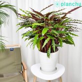 PLANCHU 観葉植物 カラテア ルフィバルバ 8号鉢 受け皿付き 育て方説明書付き Calathea rufibarba  大鉢 大株 充実株