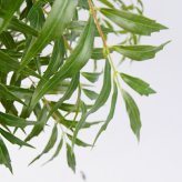 観葉植物 造花 マホニア コンフューサ BROWN 全高約180cm 大型 フェイクグリーン 高級 本物そっくり リアル おしゃれ 和風 和モダン インテリア 人工観葉植物 アーティフィシャルグリーン オフィス 店舗 ホテル 旅館 開店祝い 室内 リビング 玄関 庭木 細葉ヒイラギナンテン