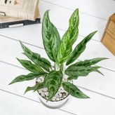 PLANCHU 観葉植物 アグラオネマ ゴースト 4号鉢 受け皿付き 育て方説明書付き Aglaonema ‘Ghost’ 幸せを招くタイの宝石 アロイド