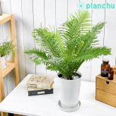 PLANCHU 観葉植物 ブレクナム シルバーレディ 6号鉢 受け皿付き 育て方説明書付き Blechnum gibbum ‘Silver Lady’ シダ植物