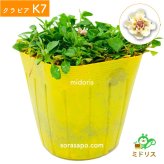 クラピアK7（白） ポット苗10株 すくすくシート14平米+J字型ピン100本　肥料 活力剤2種、完全植栽マニュアル2種付き クラピア 芝桜 雑草対策 グランドカバー マルチング イワダレソウ（改良種）