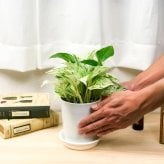 観葉植物 ポトス 3種セット ゴールデン ライム マーブルクイーン 4号鉢 受け皿付き 育て方説明書付き エピプレムヌム