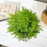 PLANCHU 観葉植物 コニファー ゴールドクレスト ウィルマ 5号鉢 受け皿付き 育て方説明書付き Cupressus macrocarpa ‘Wilma’ 庭木 植木 針葉樹 クリスマスツリー