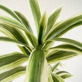 観葉植物 造花 ドラセナ ソングオブジャマイカ BROWN 全高約150cm 大型 フェイクグリーン 本物そっくり おしゃれ インテリア 人工観葉植物 アーティフィシャルグリーン オフィス 店舗 ホテル 開店祝い 室内 フェイク