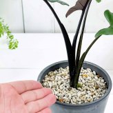 PLANCHU 観葉植物 アロカシア ラウテルバキアナ 4号樹脂鉢 ダークグレー サスティー付き 受け皿付き 育て方説明書付き Alocasia lauterbachiana アロイド