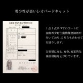 レオパード キャット コート 毛皮 テーラーカラー ベルト 付き 着丈90cm レディース ナチュラル ギフト プレゼント 7F (01000865r)