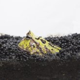 スドー フロッグソイル 1kg