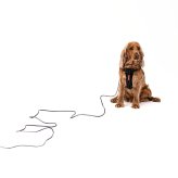 EZYDOG イージードッグ ロングリード トラック＆トレインスリムライン ブラック