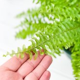 PLANCHU 観葉植物 ネフロレピス ツデー 5号吊り鉢 育て方説明書付き Nephrolepis exaltata ‘Teddy Junior’ ボストンファーン ボストンファン シダ植物