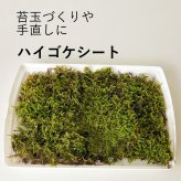 ハイゴケシート 31×23ｃｍ 箱入り ボックス 大きめ 苔玉作り こけだま 手直し