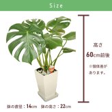 モンステラ 6号 角プラ 高さ約60cm 観葉植物