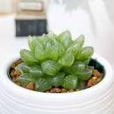 PLANCHU 多肉植物 ハオルチア 光るオブツーサ 3号丸鉢 受け皿付き 育て方説明書付き Haworthia obutusa ‘Hikaru’