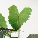 観葉植物 造花 アロカシア BROWN 全高約61cm 卓上・小型 フェイクグリーン 本物そっくり おしゃれ インテリア 人工観葉植物 アーティフィシャルグリーン オフィス 店舗 ホテル 開店祝い 室内 ミニ クワズイモ フェイク