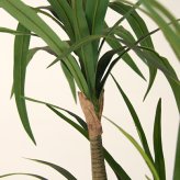観葉植物 造花 ユッカ BROWN 全高約160cm 大型 フェイクグリーン 本物そっくり おしゃれ インテリア 人工観葉植物 アーティフィシャルグリーン オフィス 店舗 ホテル 開店祝い 室内 青年の木 エレファンティペス フェイク