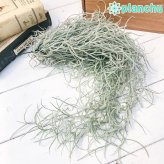 PLANCHU エアプランツ ティランジア ウスネオイデス 太葉 Lサイズ 1束 W12×H50cm前後 育て方説明書付き Tillandsia usneoides エアープランツ チランジア