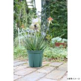 アップルウェアー 根っこつよし 10号 グリーン スリット鉢 植木鉢 プラスチック鉢 園芸 ガーデニング 根張り 促進 排水性 通気性 根腐れ防止 家庭菜園 観葉植物 鉢植え