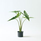 観葉植物 造花 アロカシア・ラウテルバキアナ BROWN 全高約70cm フェイクグリーン 高級 本物そっくり リアル おしゃれ 卓上 インテリア 人工観葉植物 アーティフィシャルグリーン モダン オフィス 店舗 開店祝い 室内 リビング 玄関 寝室 風水 クワズイモ