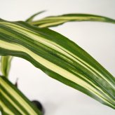 観葉植物 造花 ドラセナ ワーネッキー BROWN 全高約150cm 大型 フェイクグリーン 本物そっくり おしゃれ インテリア 人工観葉植物 アーティフィシャルグリーン オフィス 店舗 ホテル 開店祝い 室内 幸福の木 フェイク