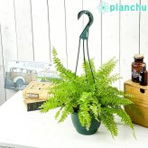 PLANCHU 観葉植物 ネフロレピス ツデー 5号吊り鉢 育て方説明書付き Nephrolepis exaltata ‘Teddy Junior’ ボストンファーン ボストンファン シダ植物