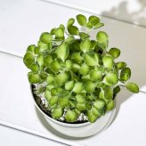 PLANCHU 観葉植物 プレクトランサス アロマティカス ライムシャワー 3.5号鉢 受け皿付き 育て方説明書付き Plectranthus hadiensis ‘Lime Shower’ 斑入り ハーブ苗 虫除け植物