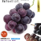 長野県産 ぶどう ナガノパープル 秀品 贈答用 果物 フルーツ お取り寄せ 産地直送 【送料無料(一部地域除く)】