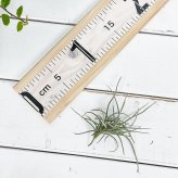 PLANCHU エアプランツ ティランジア レクルバータ 1株 W10×H10cm前後 育て方説明書付き Tillandsia recurvata エアープランツ チランジア