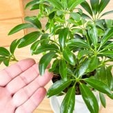 PLANCHU 観葉植物 シェフレラ アルボリコラ コンパクタ 3.5号鉢 受け皿付き 育て方説明書付き Schefflera arboricola ‘Compacta’ ホンコンカポック