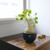 誕生日や記念日のプレゼントにおすすめ CT触媒コーデックス CT触媒 フェイクグリーン 人工観葉植物 造花 空気清浄 消臭 抗菌 インテリア 雑貨 おしゃれ ギフト