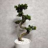 現品 ガジュマル 観葉植物 曲がり 8号鉢苗 大型 盆栽 登り樹 昇り竜 室内 珍しい 希少種 多幸の木 幸福をもたらす精霊が住むガジュマルの木 おしゃれなインテリア 結婚祝い 新築祝い 開店祝い 開業祝い 誕生日 母の日 父の日 記念日 プレゼントギフト 肥料別売り 敬老の日