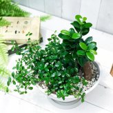 PLANCHU 観葉植物 ガジュマル2種の寄せ植え 人参ガジュマル＆つる性ガジュマル 樹脂鉢 ホワイト サスティー付き 受け皿付き 育て方説明書付き 精霊の宿る木
