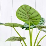 PLANCHU 観葉植物 アロカシア シルバードラゴン 4号樹脂鉢 ダークグレー サスティー付き 受け皿付き 育て方説明書付き Alocasia ‘Silver Dragon’ アロイド