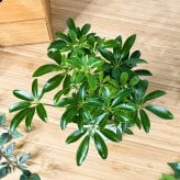 PLANCHU 観葉植物 シェフレラ アルボリコラ コンパクタ 3.5号鉢 受け皿付き 育て方説明書付き Schefflera arboricola ‘Compacta’ ホンコンカポック